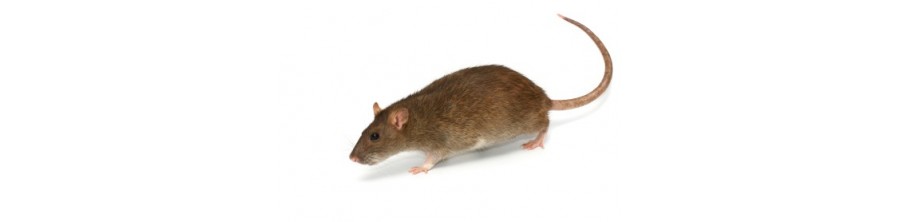 Raticides