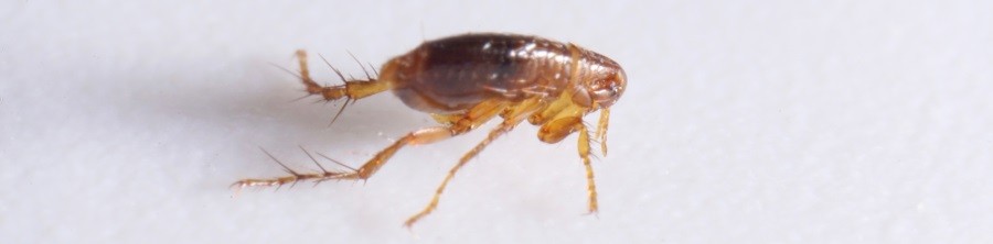 Puce Insects Puces