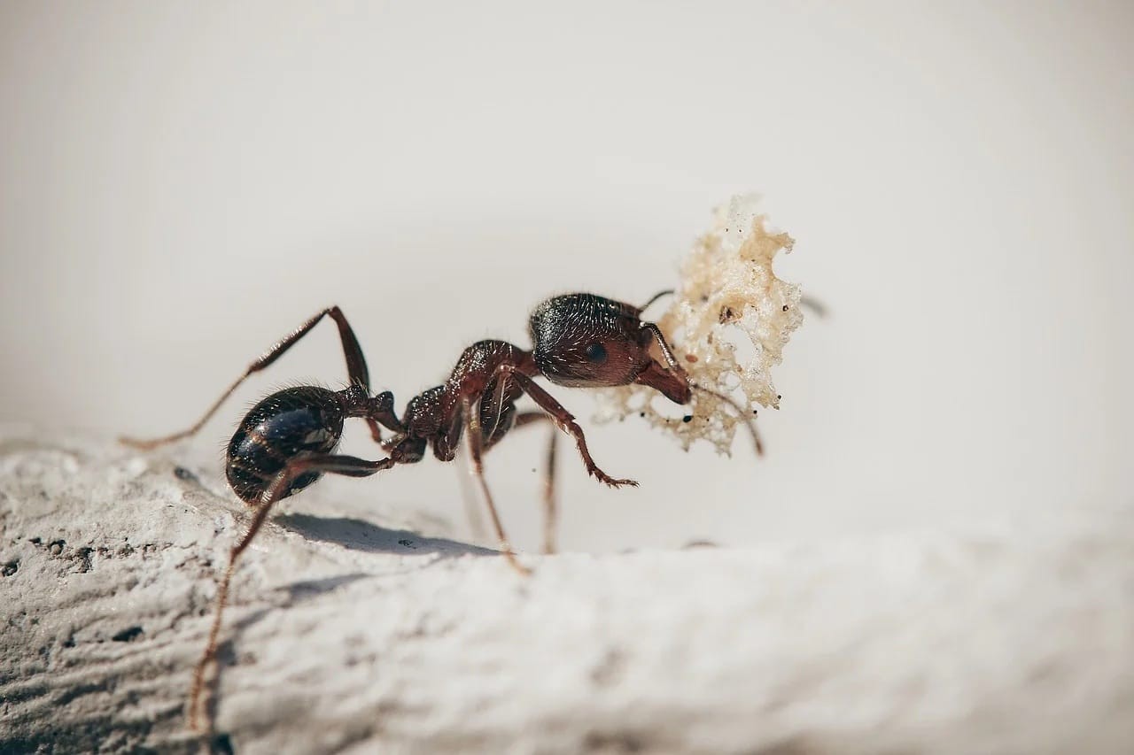 Les nouvelles espèces de fourmis